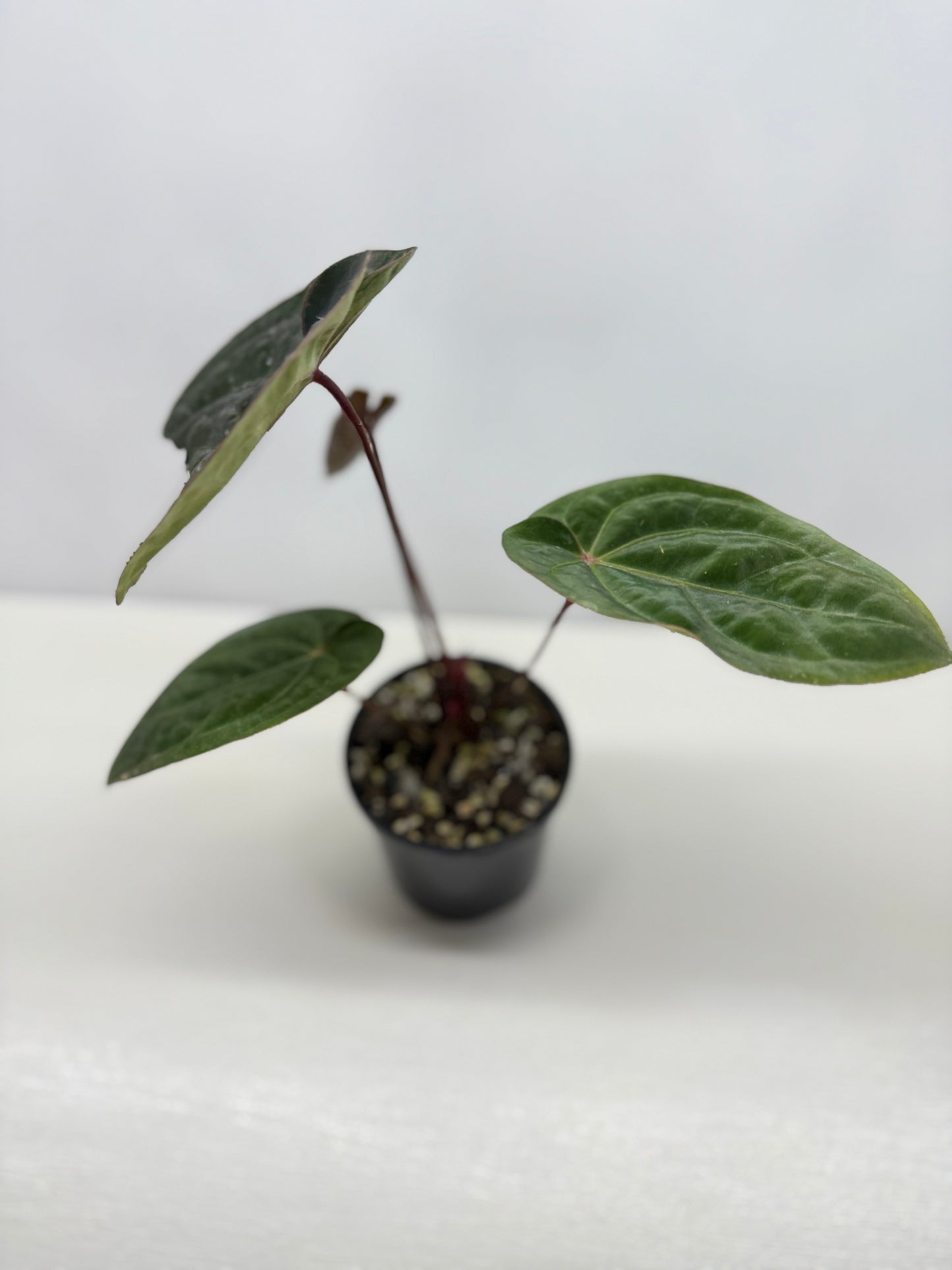 Anthurium hoffmannii Red Sinus aka Blood Moon - Rarely Offered V16