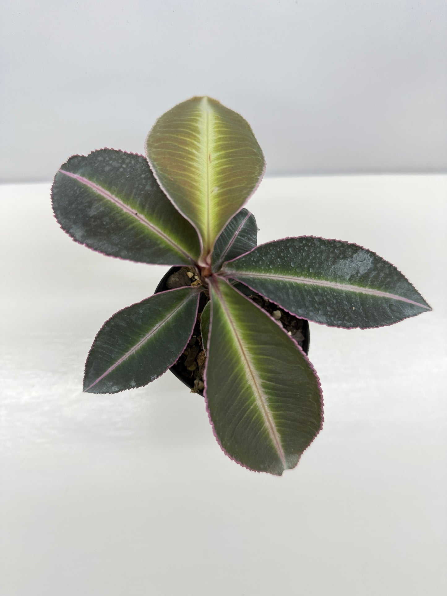 Labisia Pumila Pink Sumatra - Best Pick of the Crop!