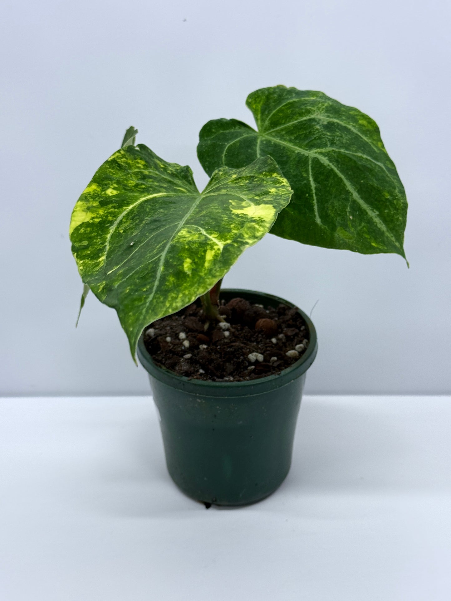 Anthurium Variegated Forgetii Hybrid P79