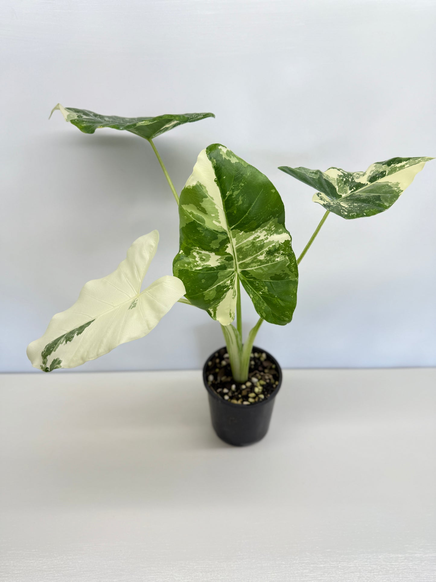 Alocasia Macrorrhiza Variegata - Best Pick of the Crop!