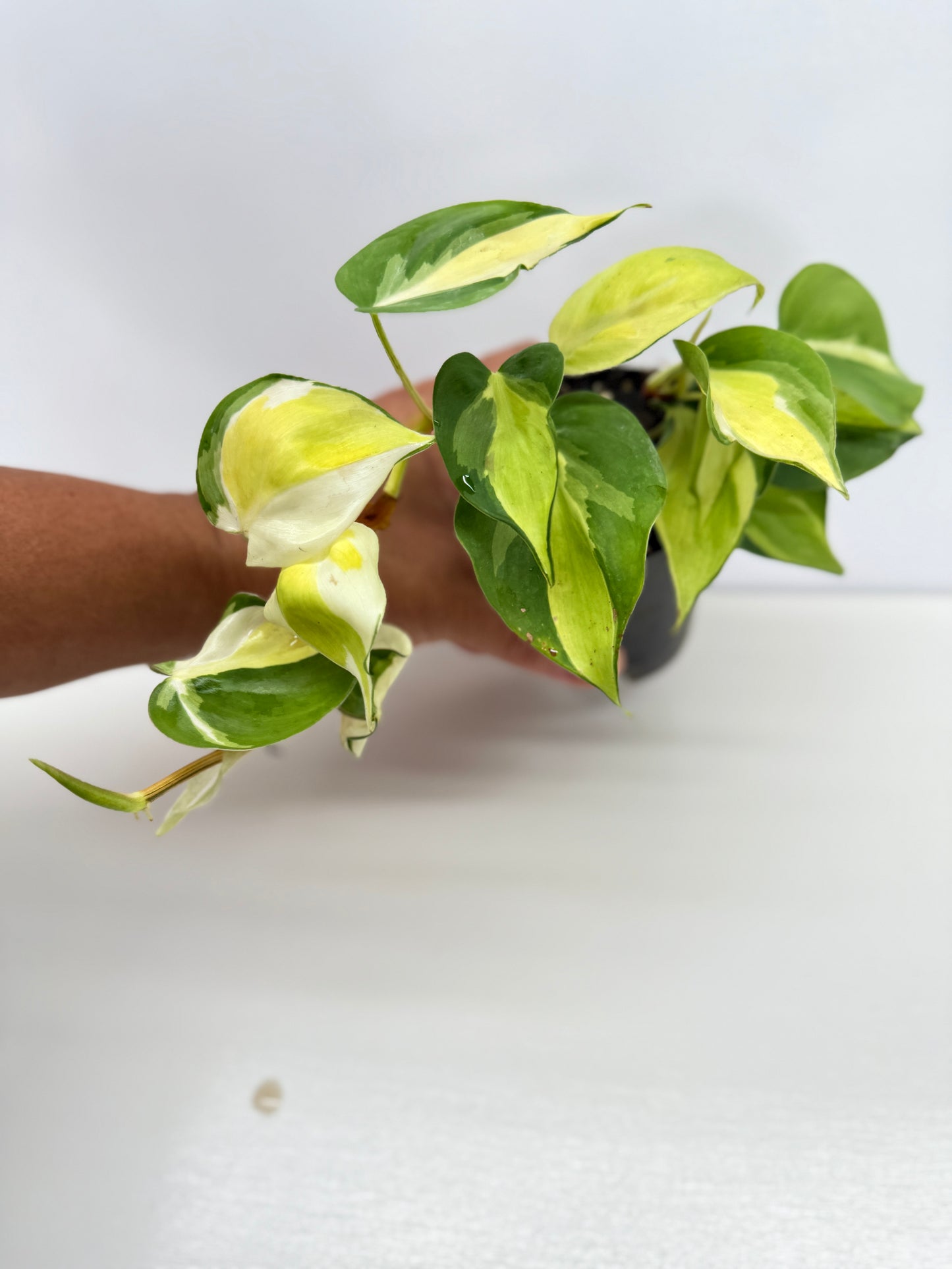 Philodendron Cream Splash - Best Pick of the Crop!