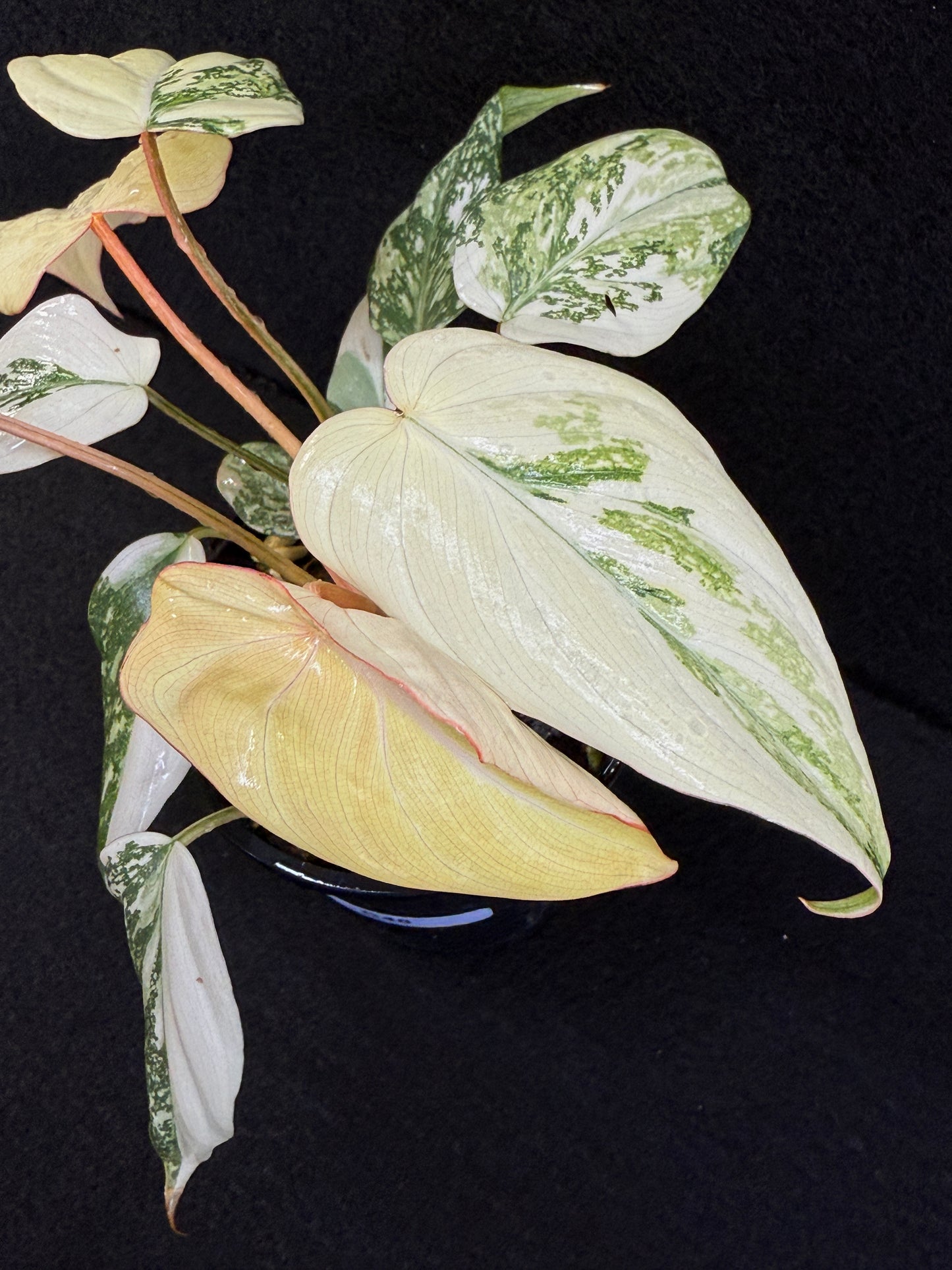 Philodendron Gloriosum Variegata C48