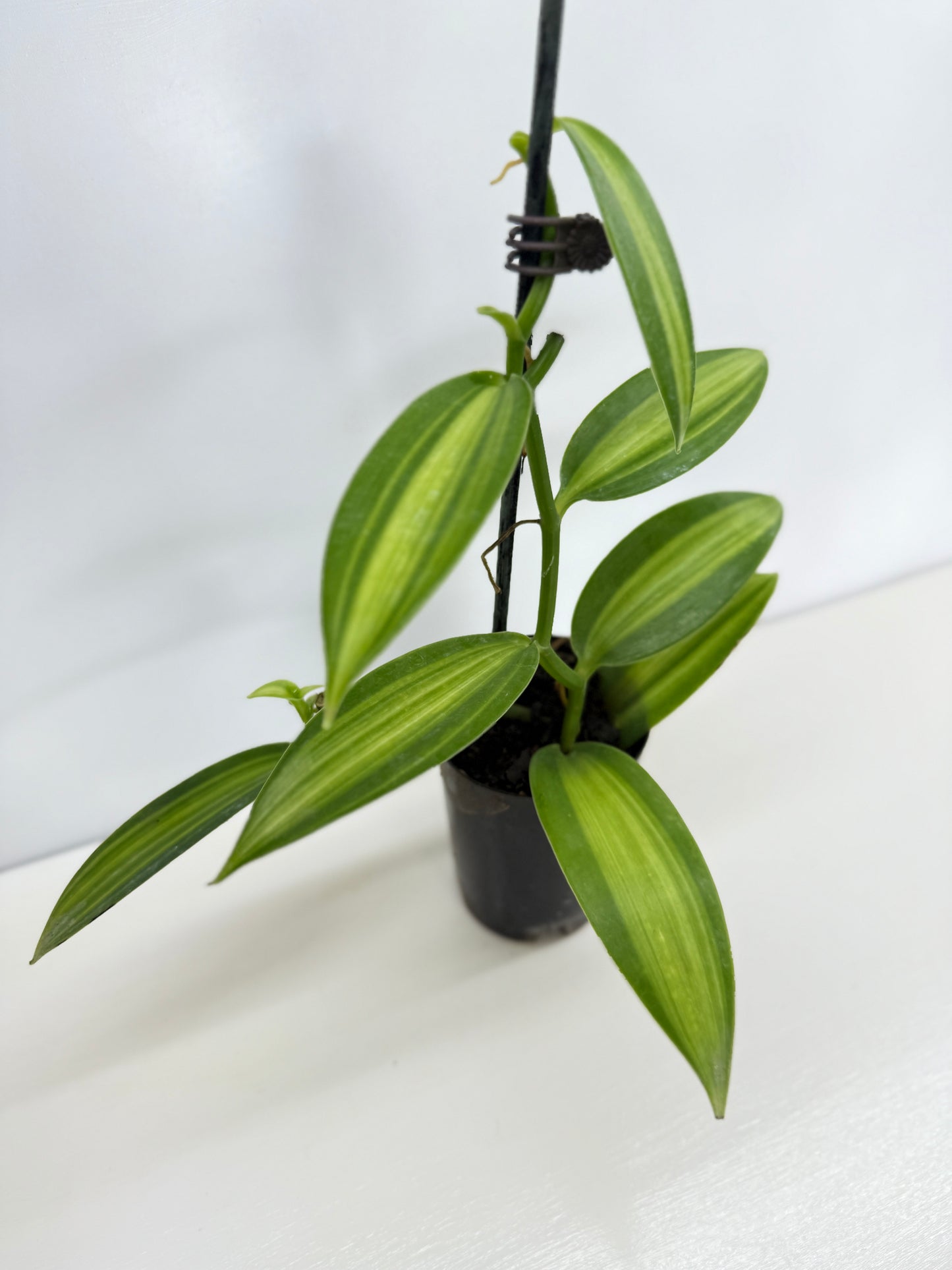 Vanilla planifolia variegata - Best Pick of the Crop!