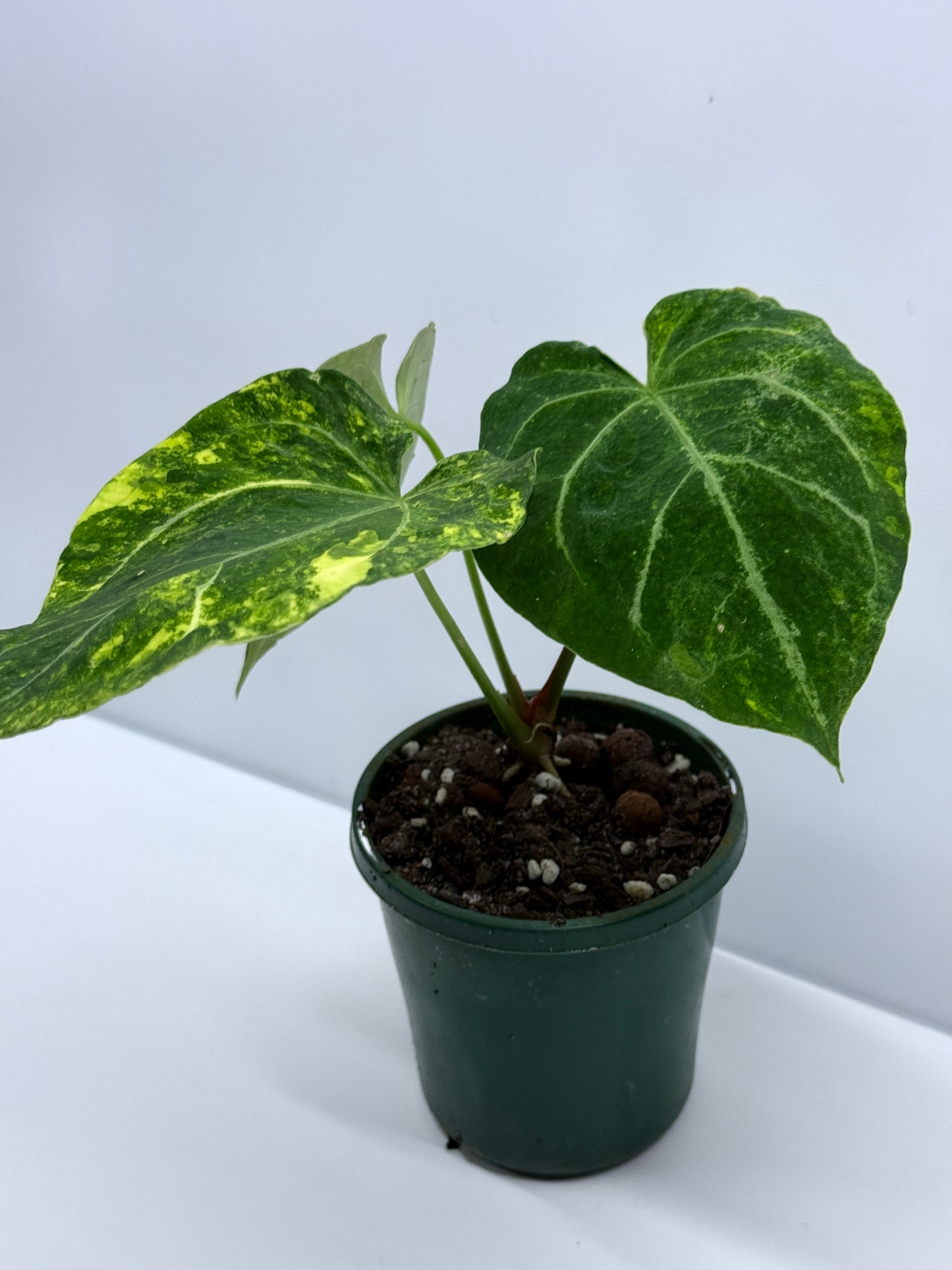 Anthurium Variegated Forgetii Hybrid P79