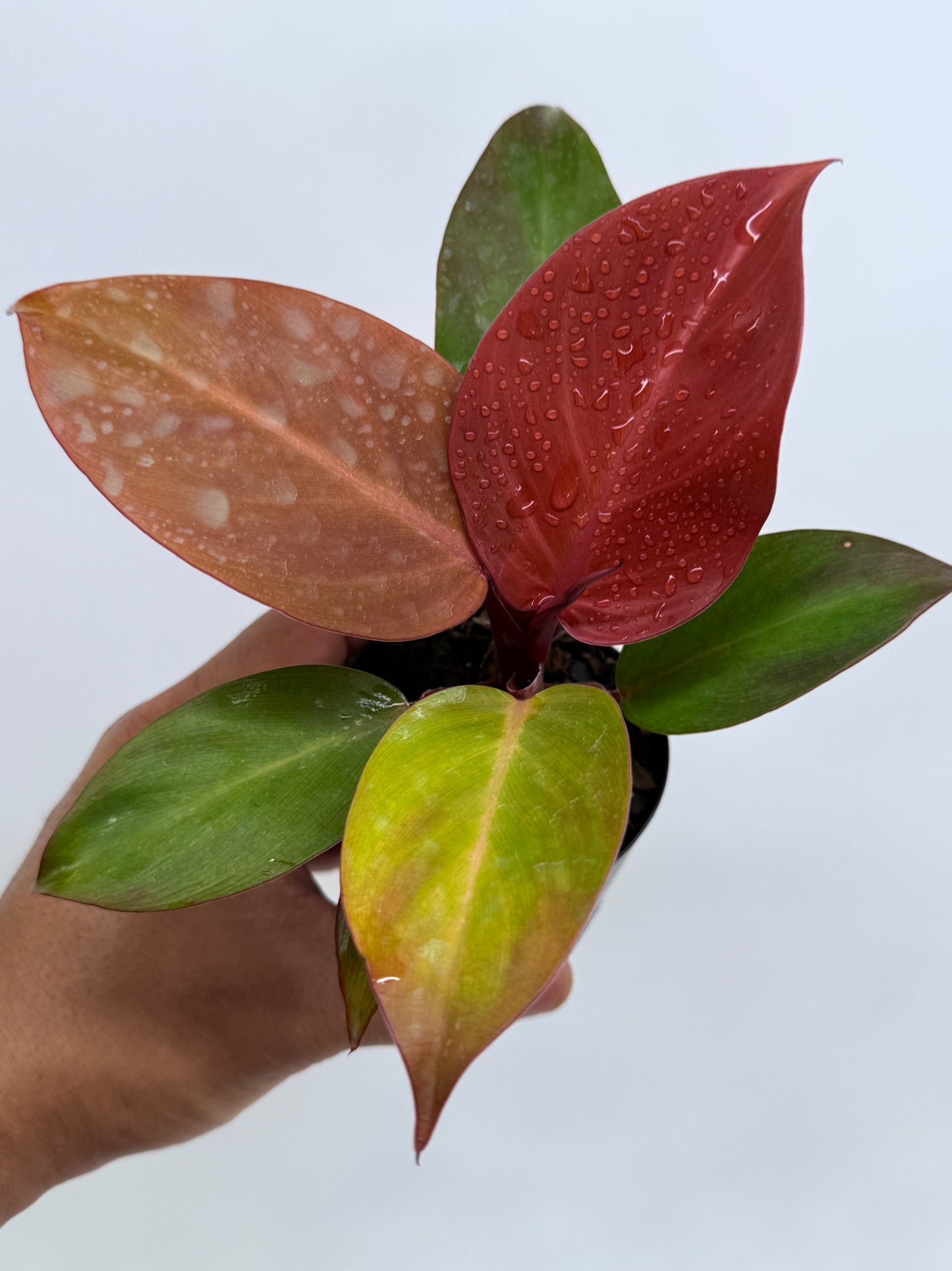 Philodendron Cherry Red (75mm Pot)