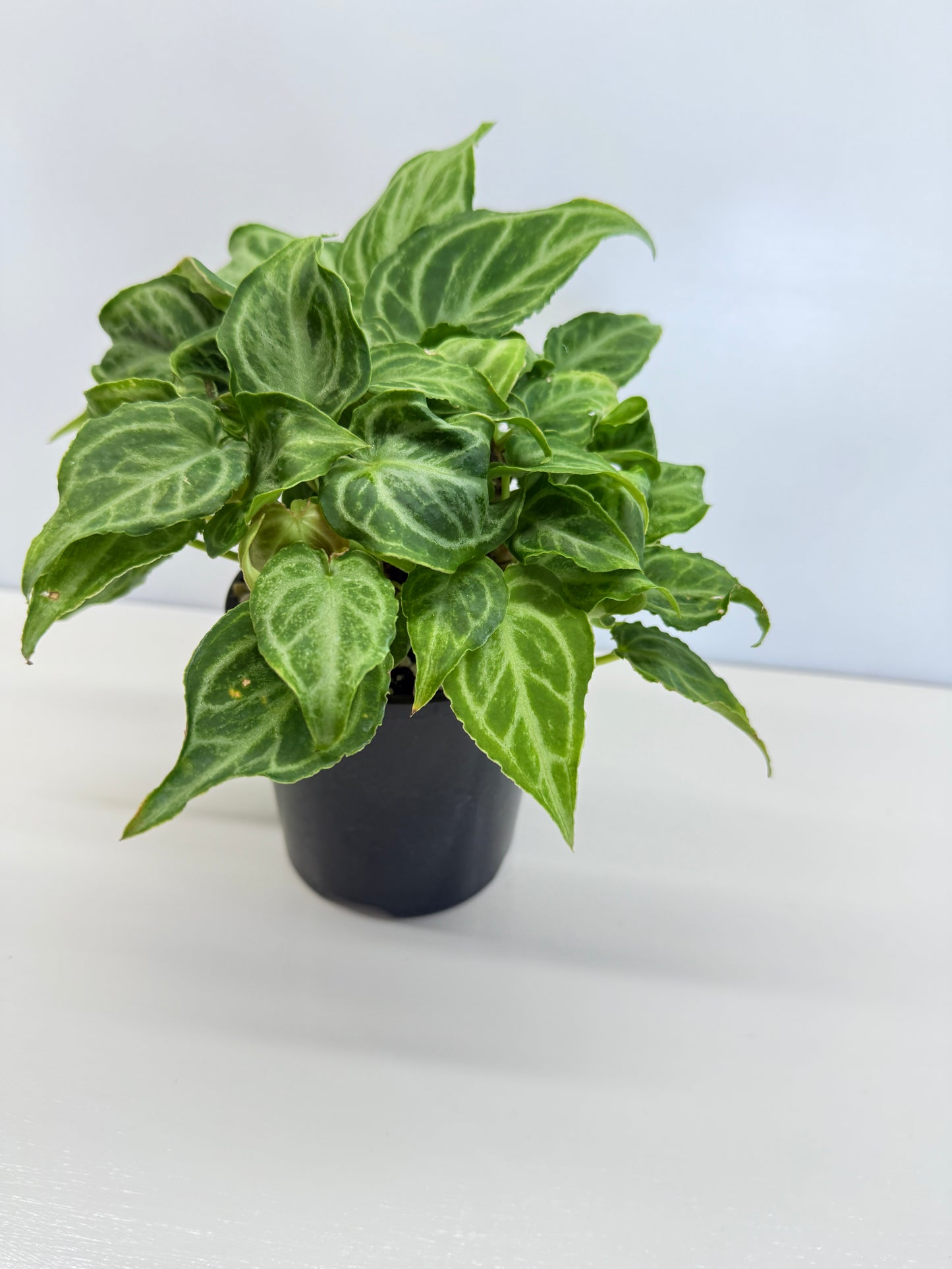 Anthurium crystallinium Dorayaki Hybrid Mini - Best Pick of the Crop!
