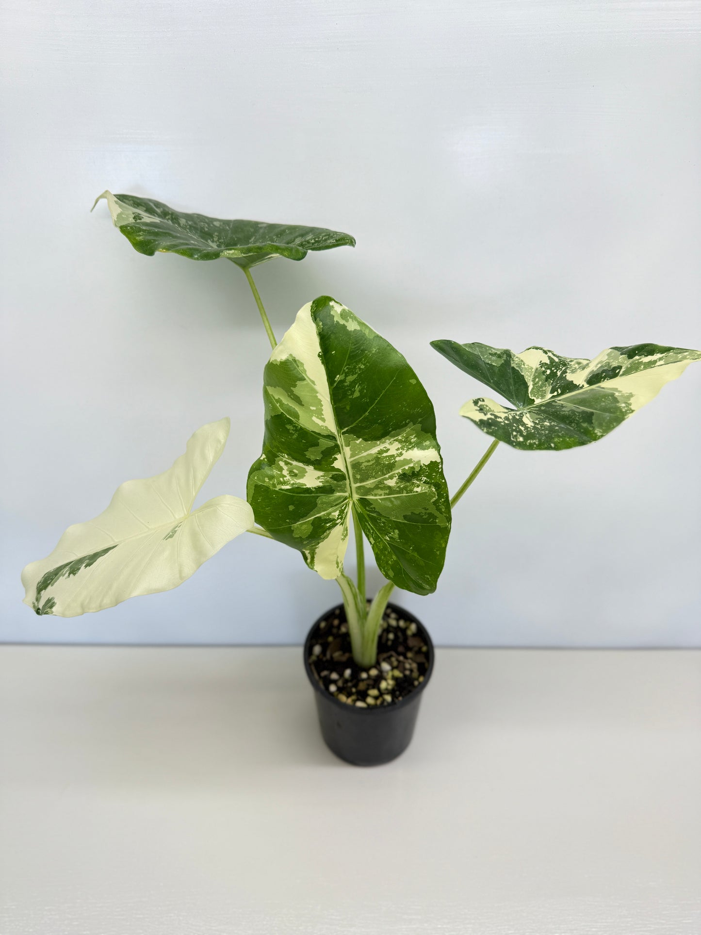 Alocasia Macrorrhiza Variegata - Best Pick of the Crop!