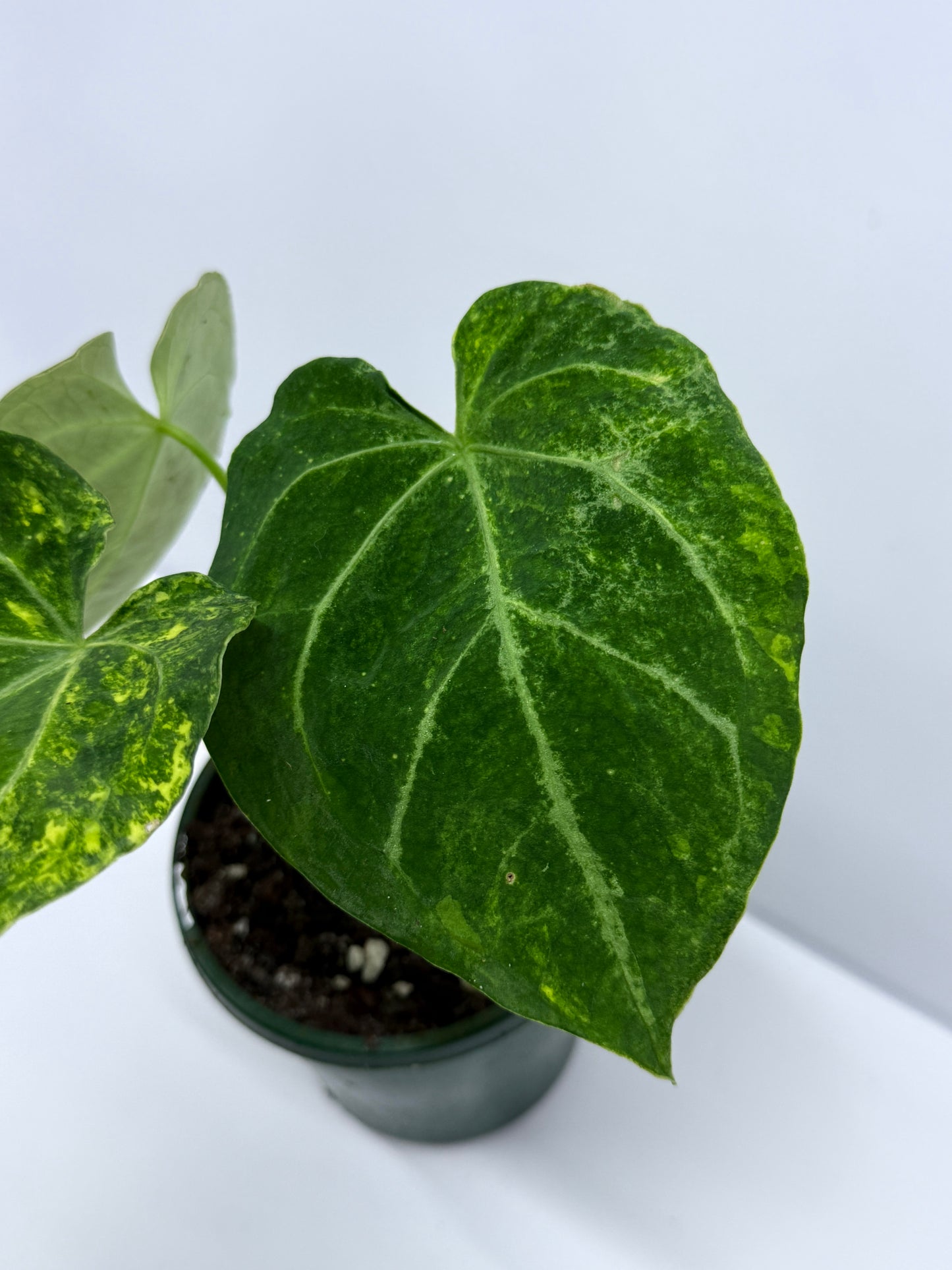 Anthurium Variegated Forgetii Hybrid P79