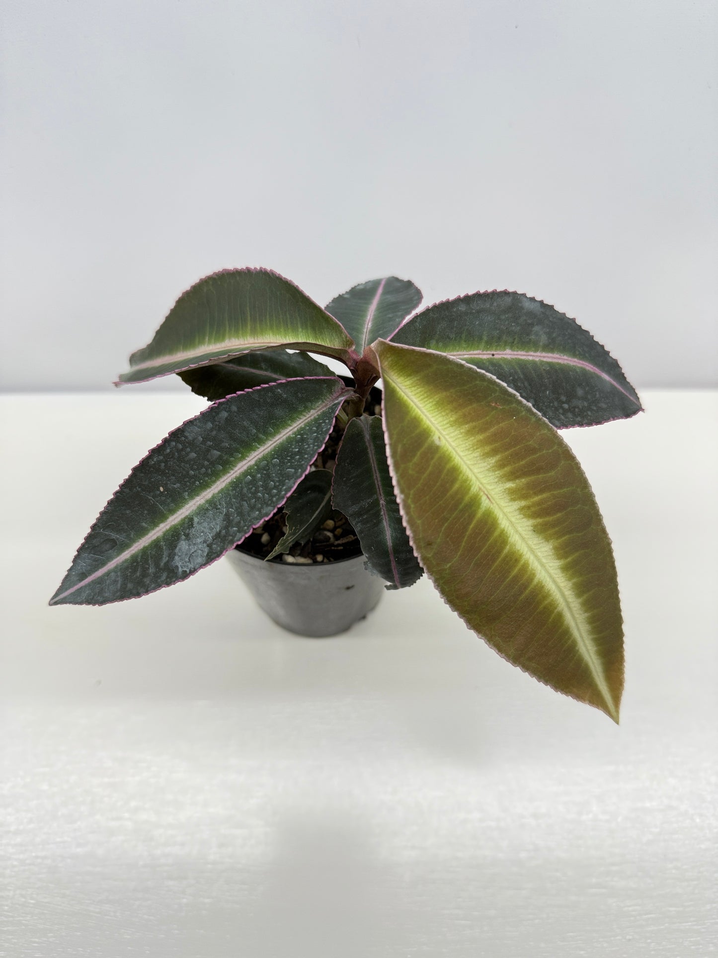 Labisia Pumila Pink Sumatra - Best Pick of the Crop!