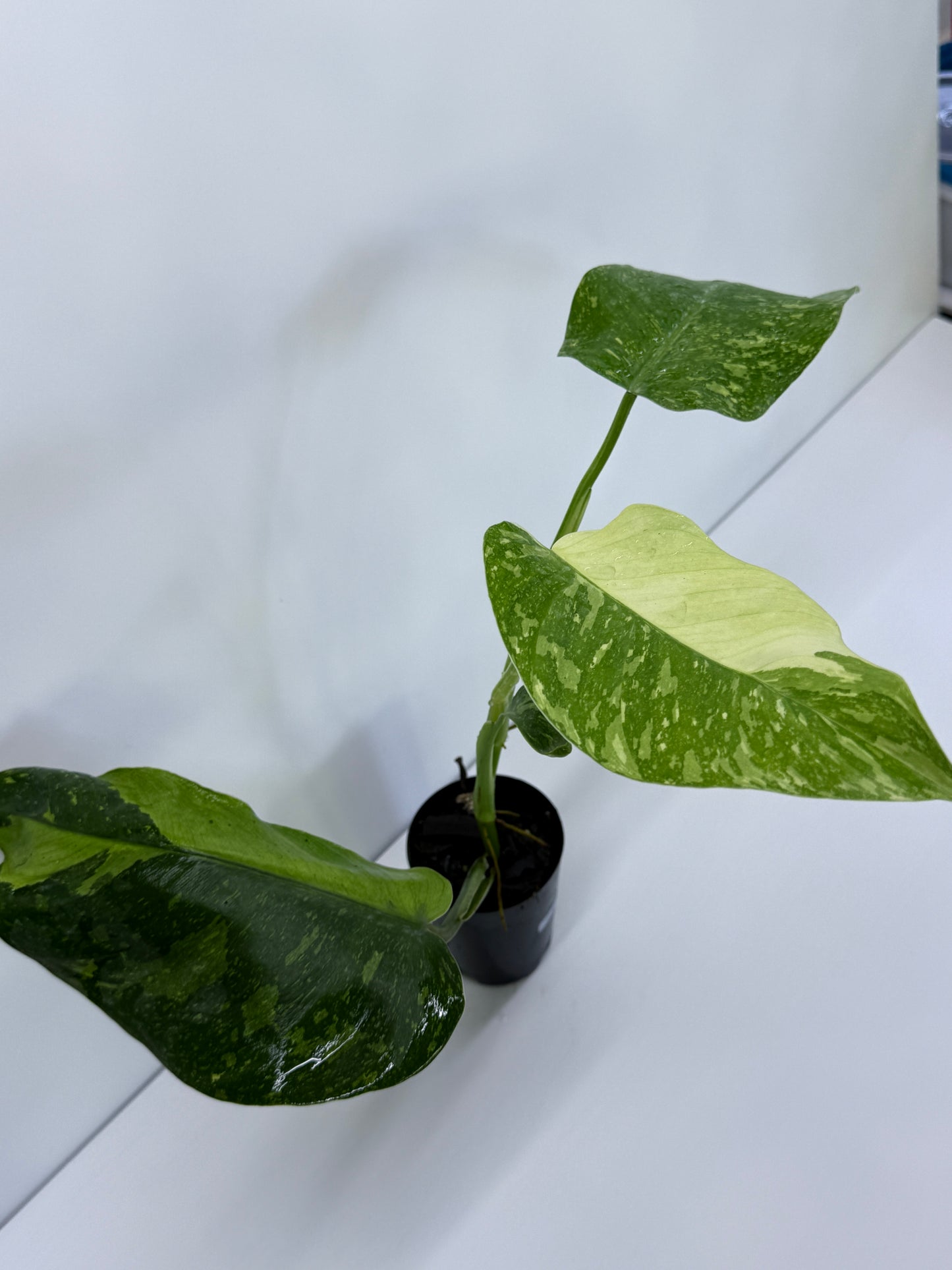 Philodendron Jose Buono NONTC P49