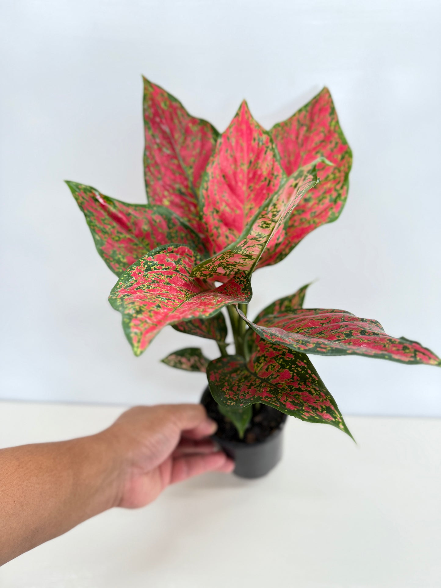 Aglaonema Anyamanee - Best Pick of the Crop!