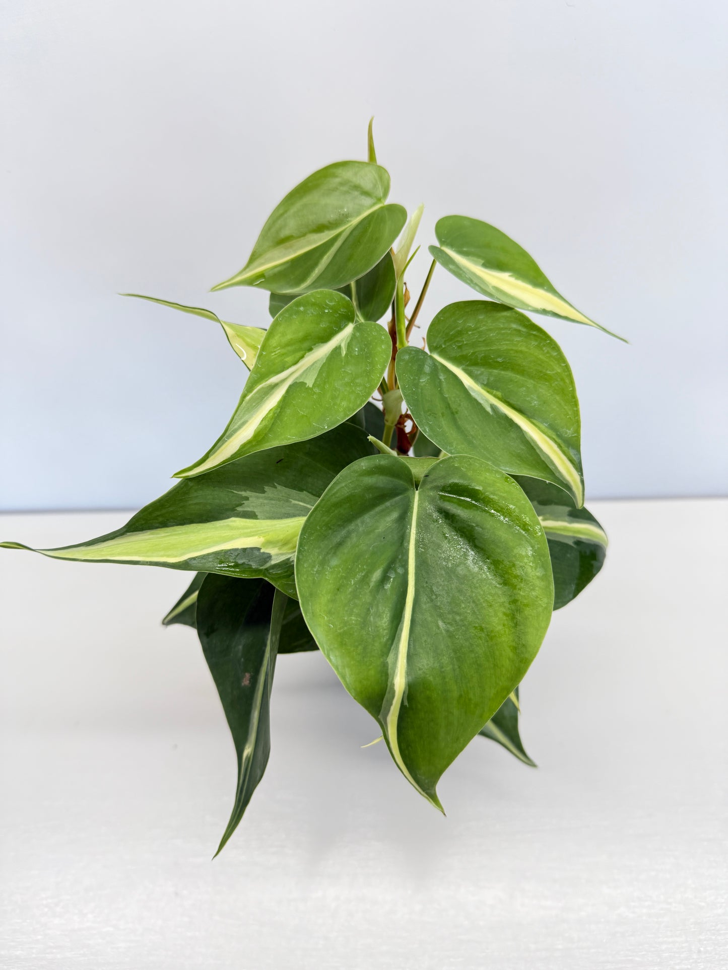 Philodendron hederaceum Silver Stripe - Best Pick of the Crop!