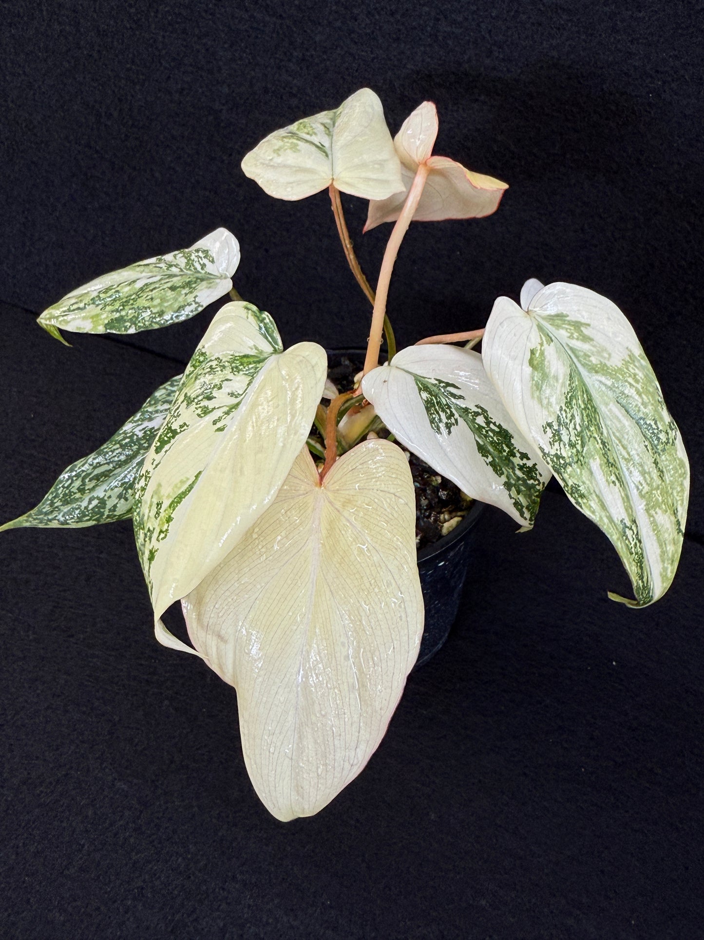 Philodendron Gloriosum Variegata C48