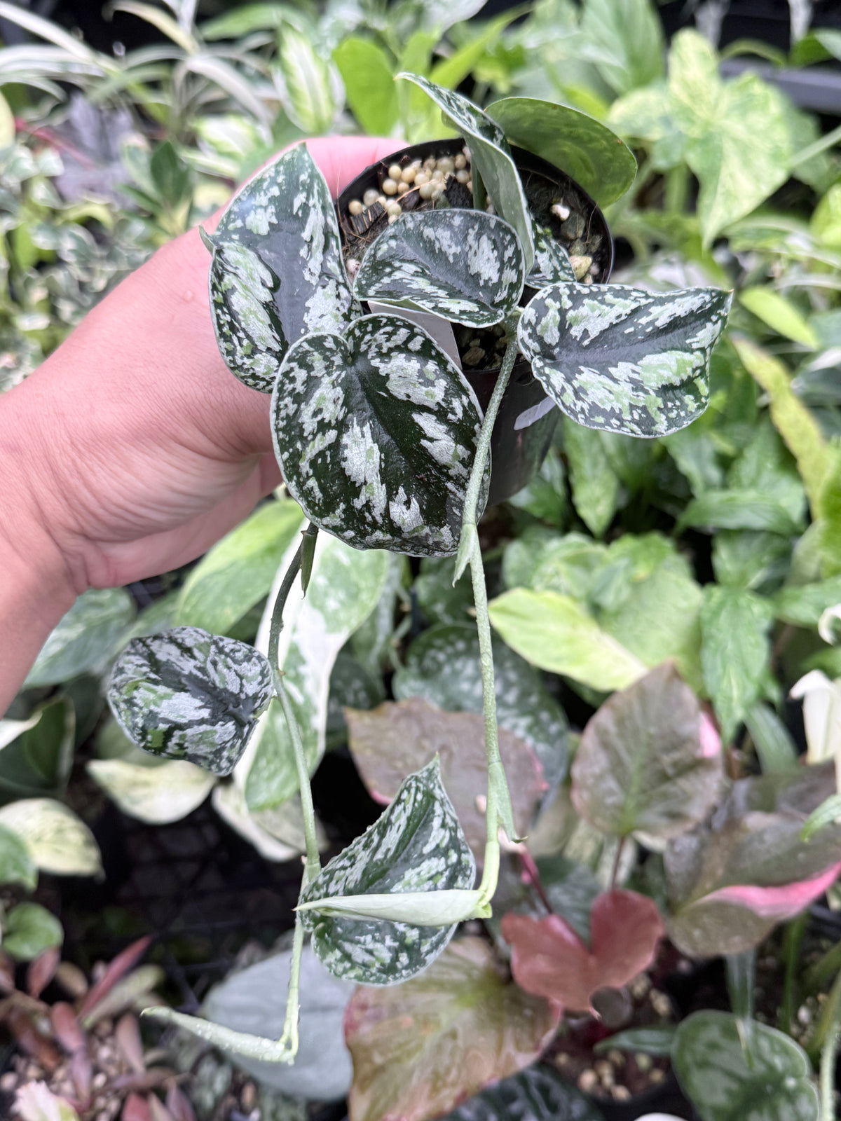 Scindapsus pictus 'Tricolor' Q32