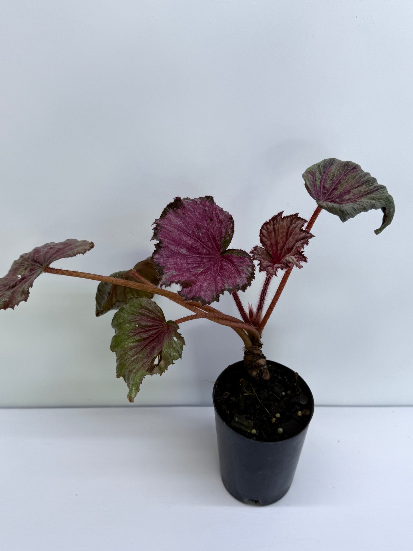 Begonia NOID P43