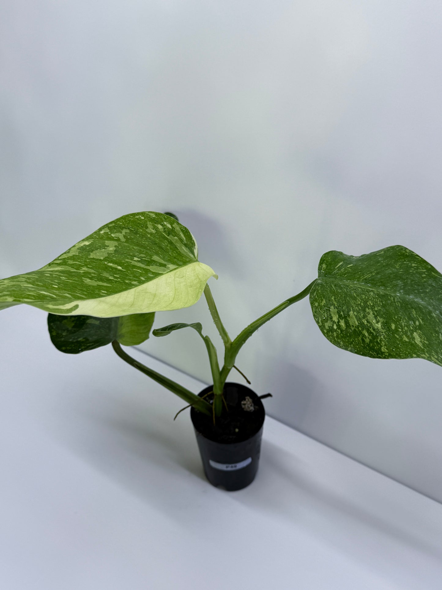 Philodendron Jose Buono NONTC P49