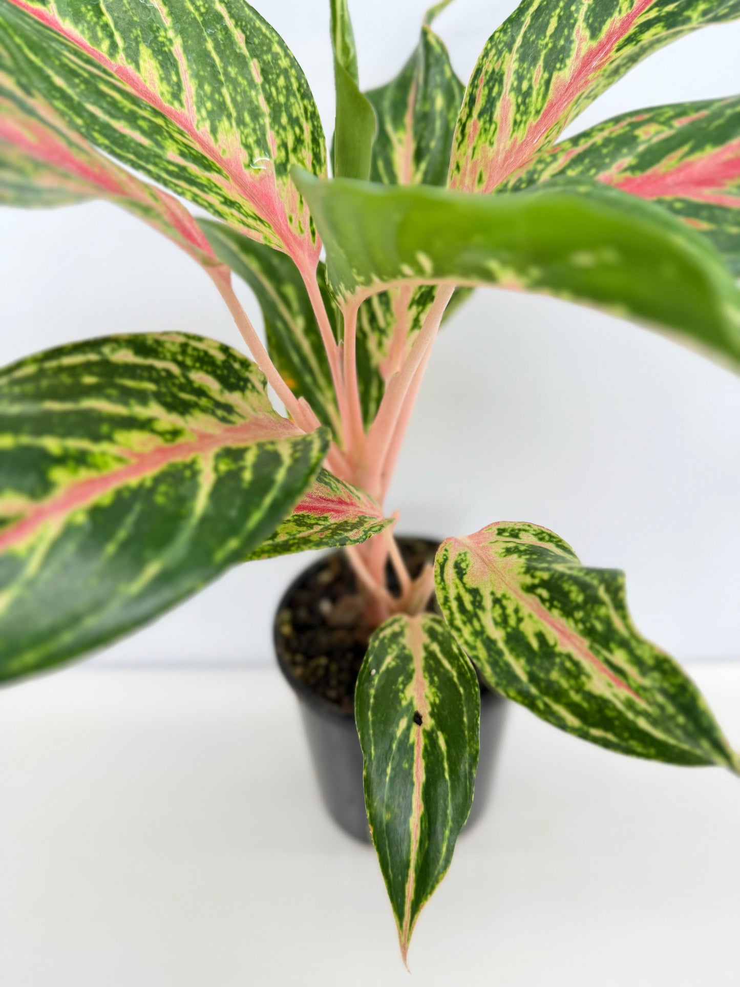 Aglaonema Night Sparkle - Best Pick of the Crop!