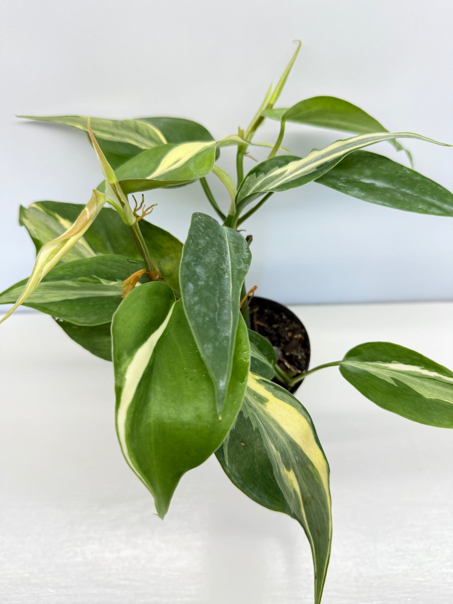 Philodendron hederaceum Rio - Best Pick of the Crop!