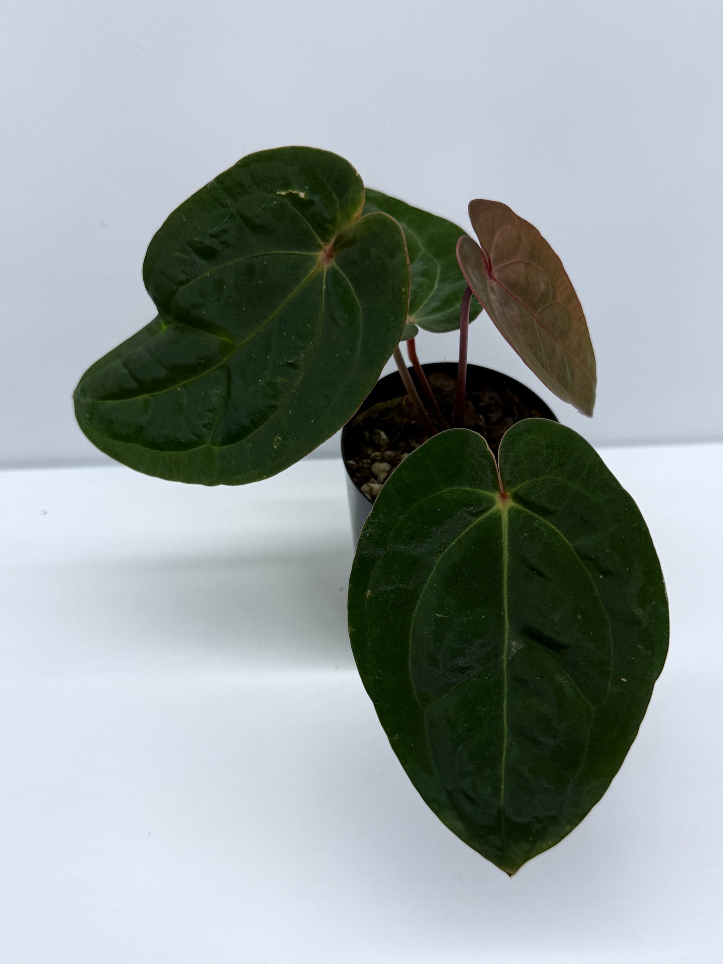 Anthurium hoffmannii Red Sinus aka Blood Moon P75