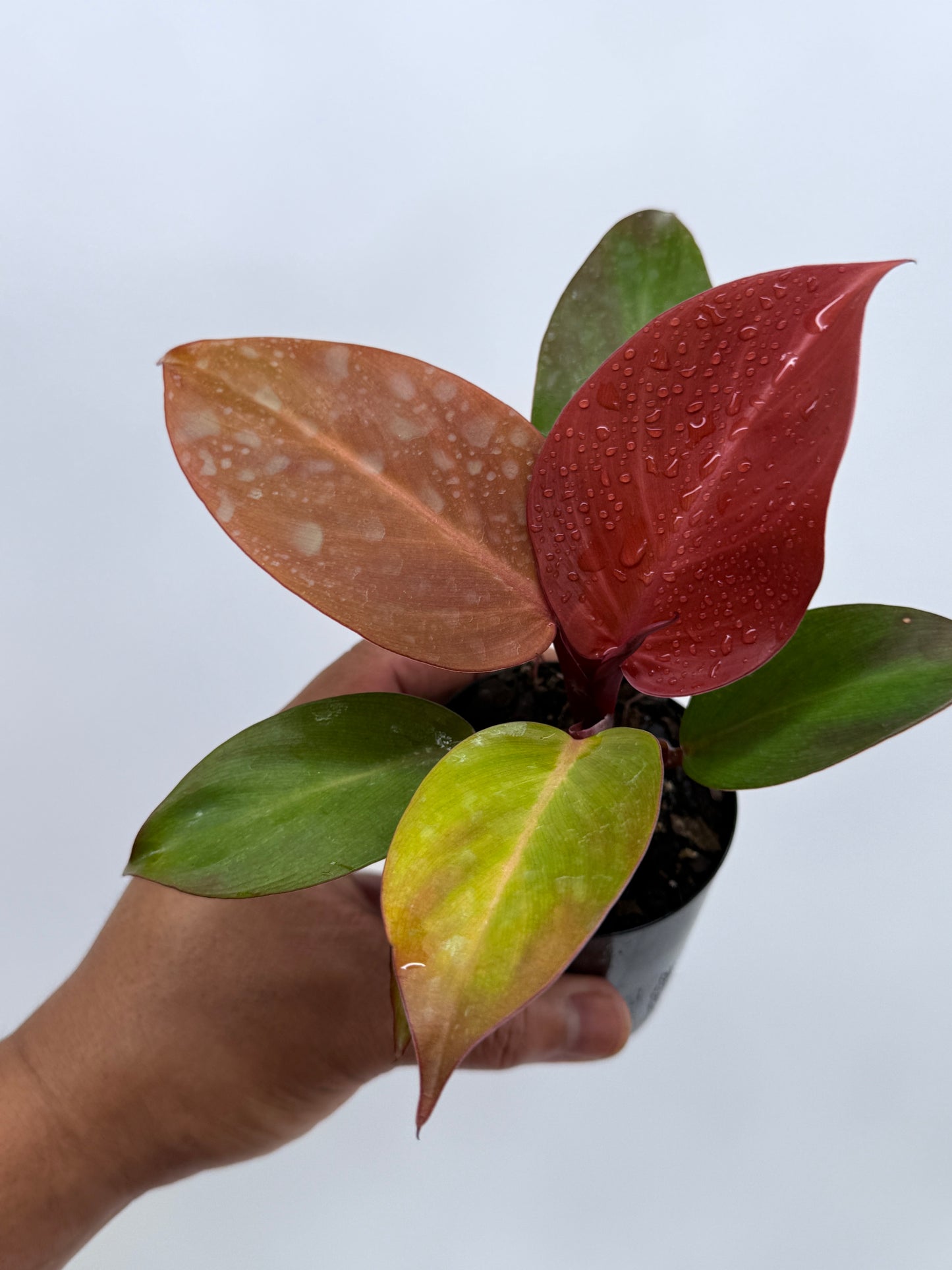Philodendron Cherry Red (75mm Pot)