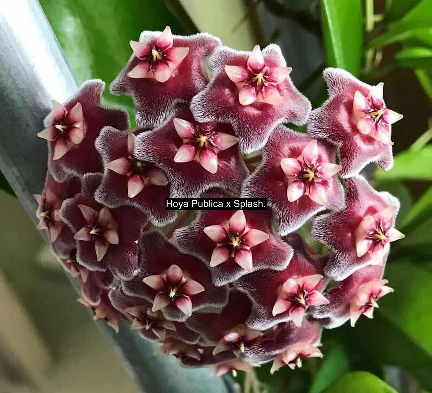 Hoya Publica x Splash M44
