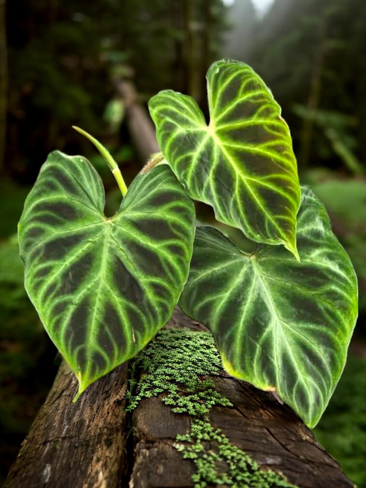 Philodendron Verrucosum Z37