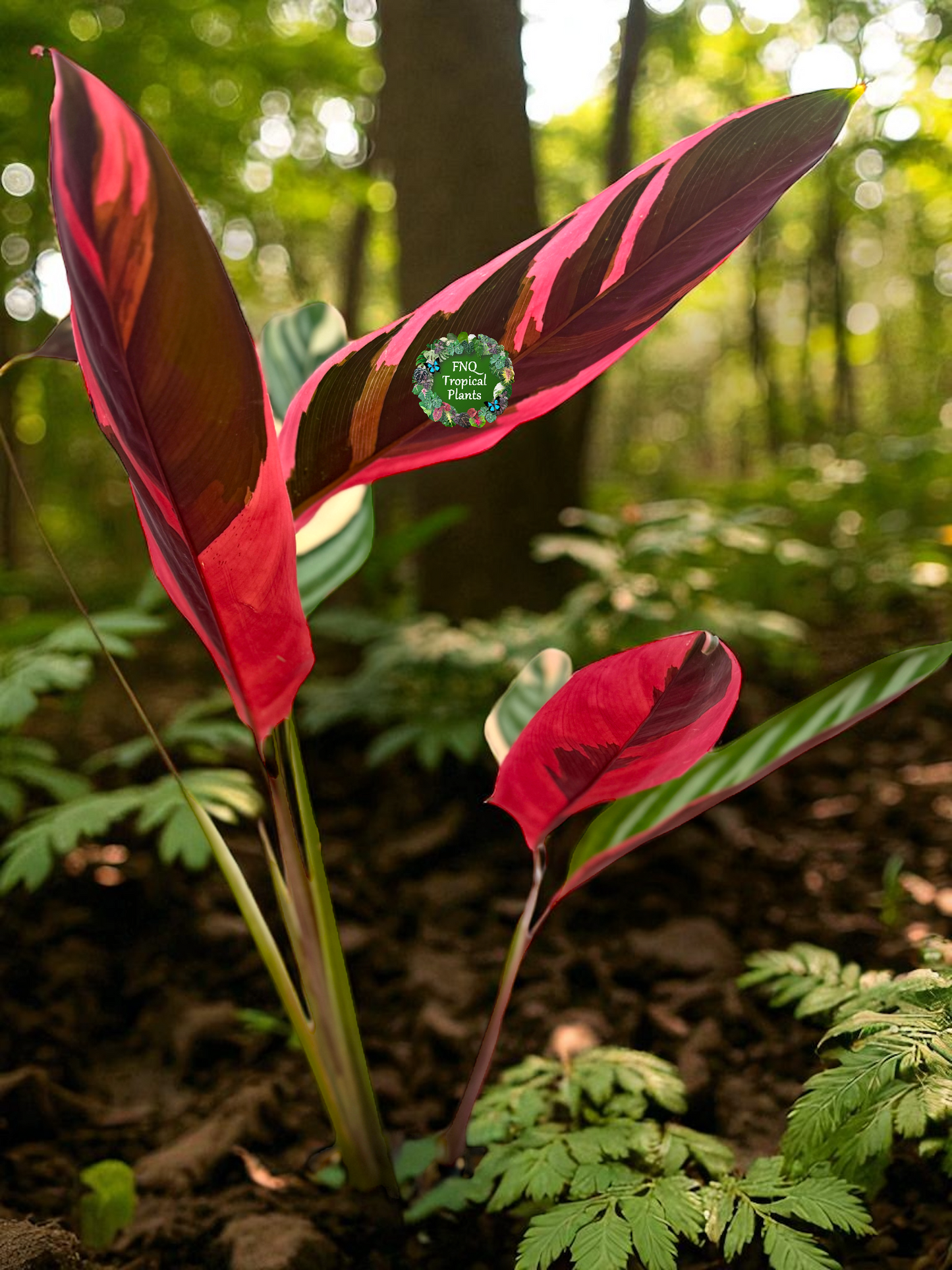 Ctenanthe Tricolour - Best Pick of the Crop.