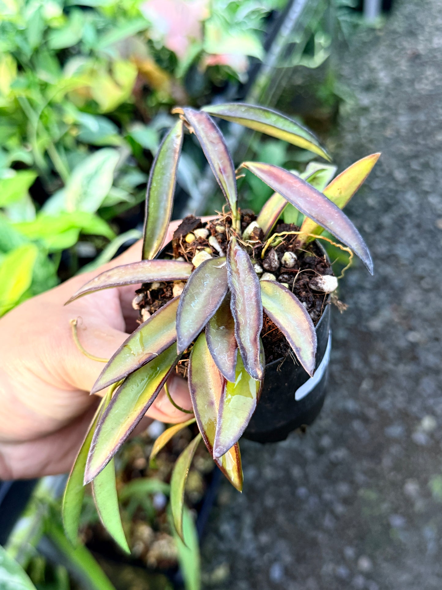 Hoya 'Rosita' S18