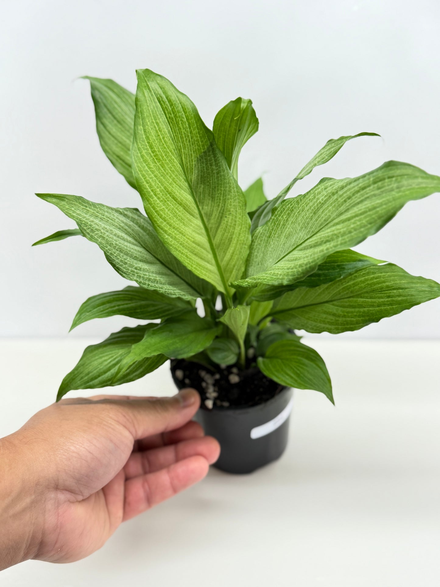 Spathiphyllum Platinum Mist Z24