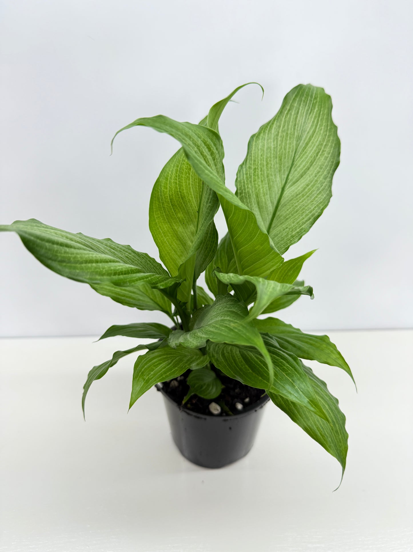 Spathiphyllum Platinum Mist Z24
