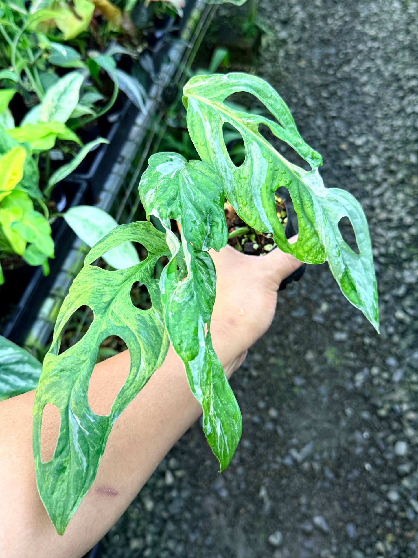 Monstera Adansonii 'Indonesian Form' R57