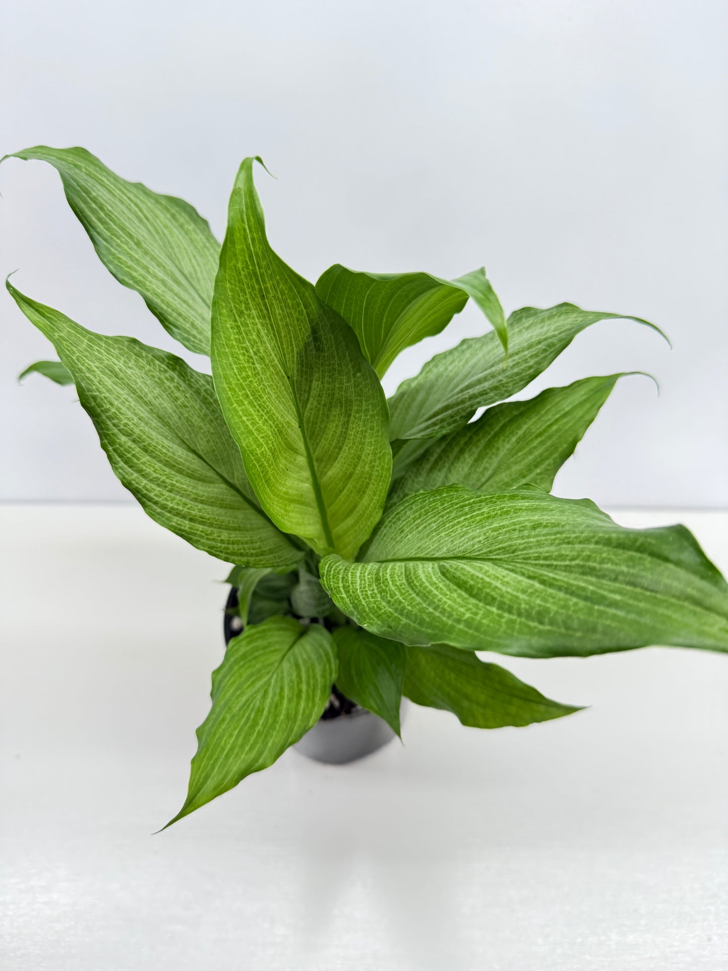 Spathiphyllum Platinum Mist Z24