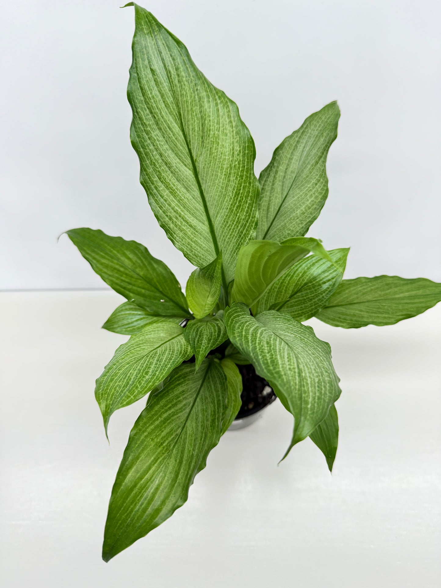 Spathiphyllum Platinum Mist Z25