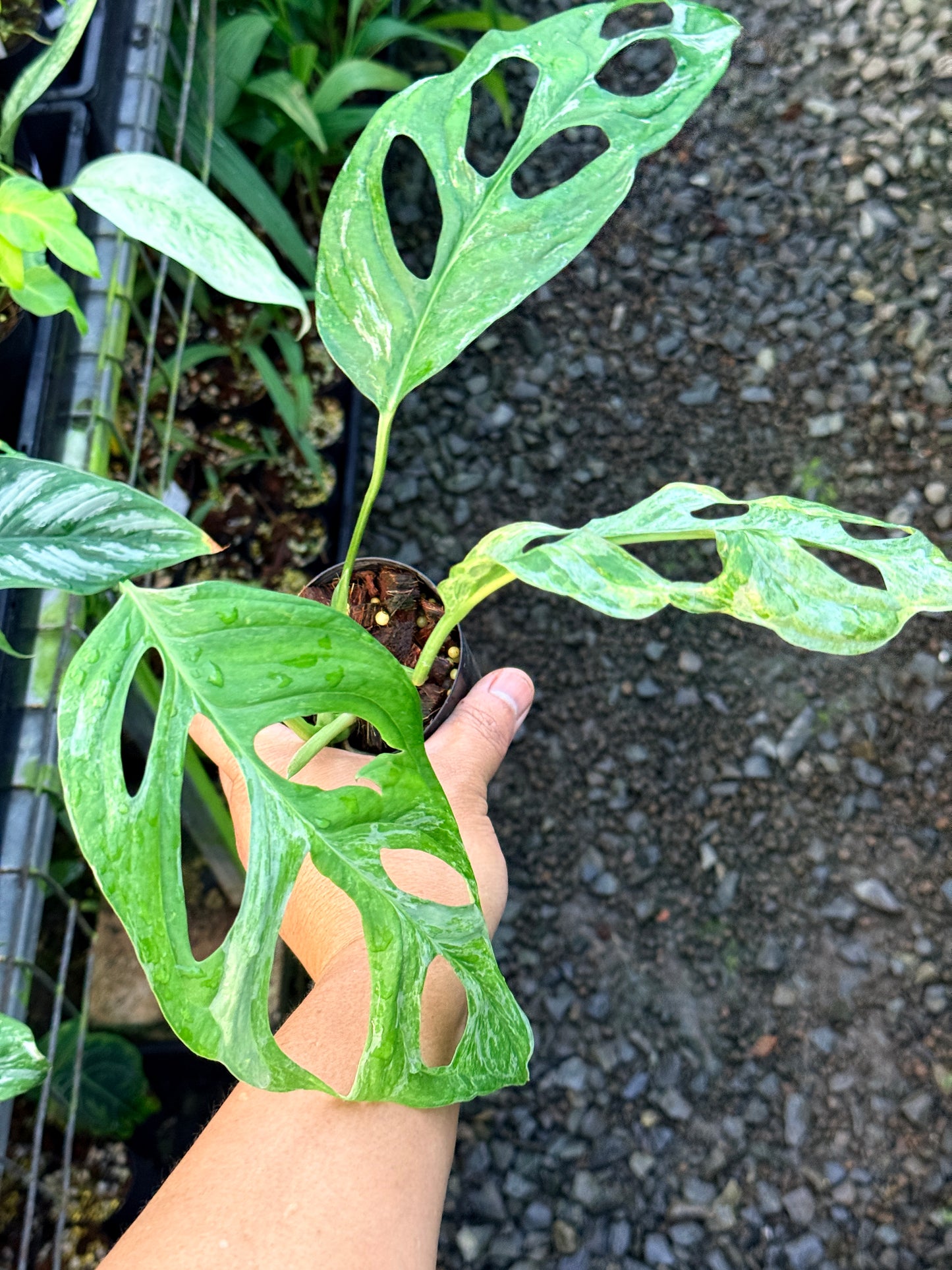 Monstera Adansonii 'Indonesian Form' R56