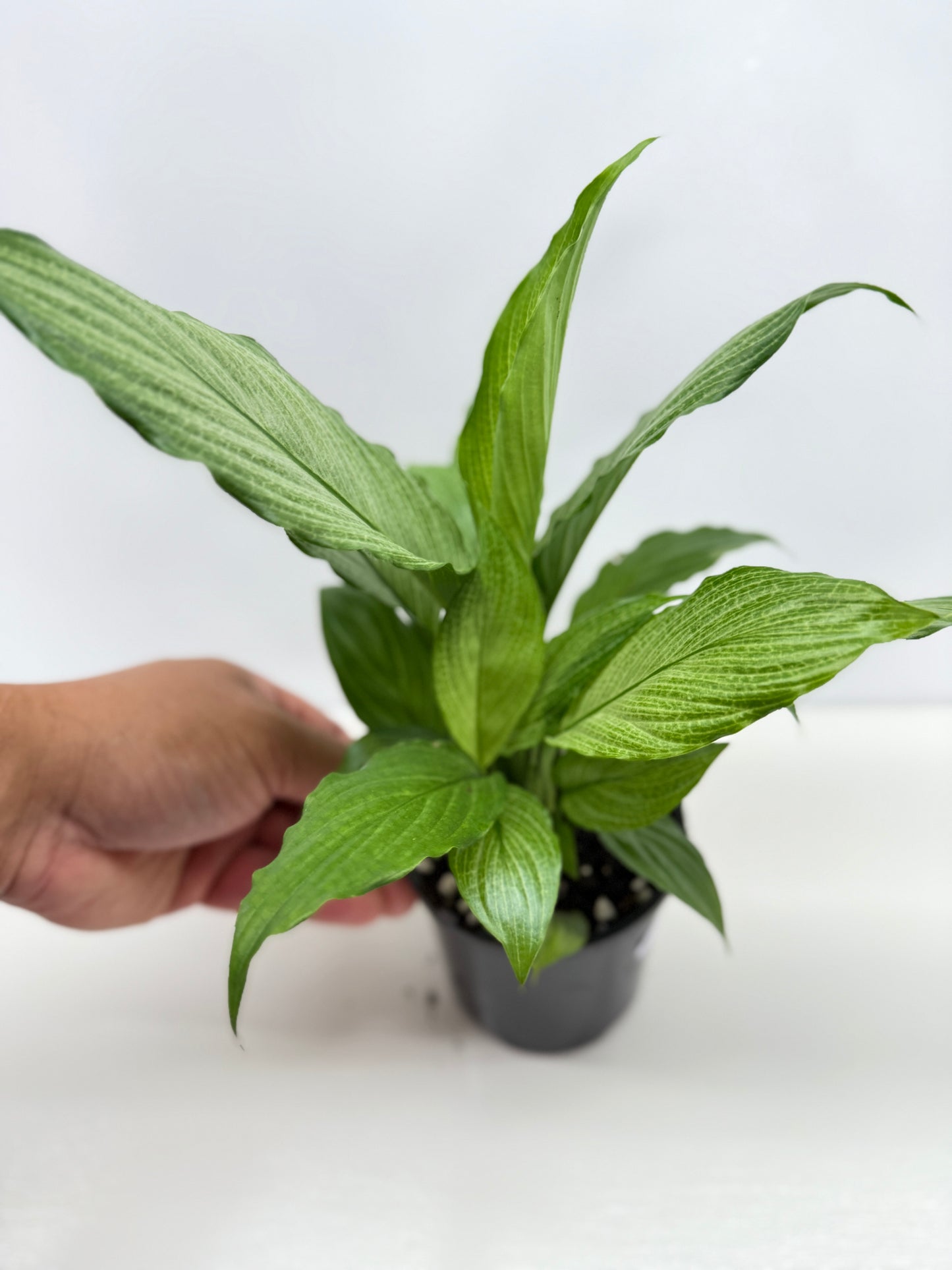 Spathiphyllum Platinum Mist Z25