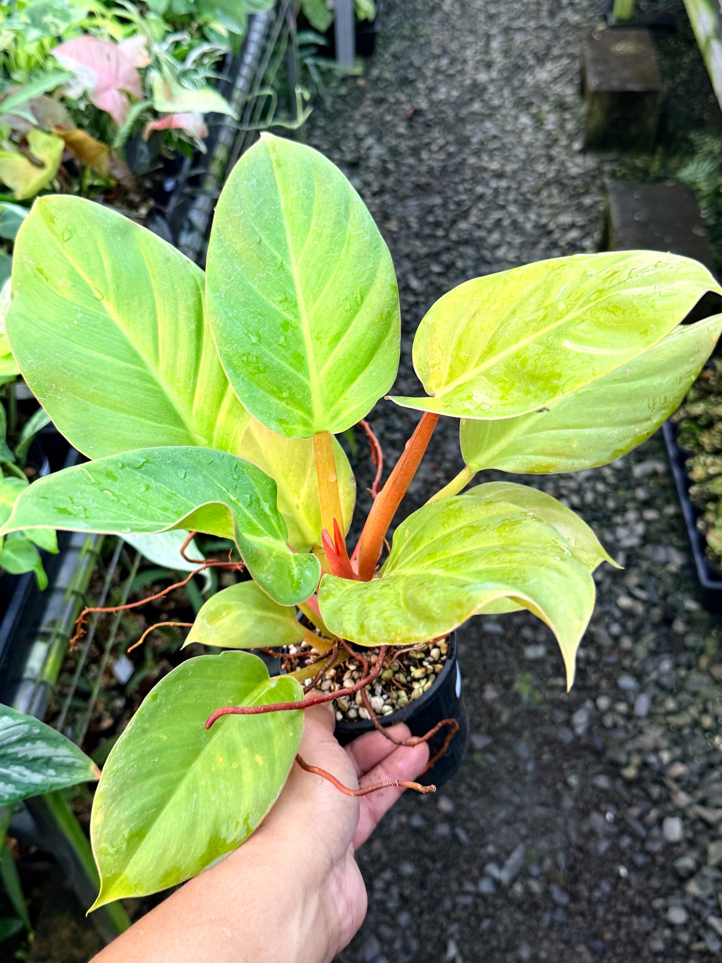 Philodendron 'Melinonii Gold' S10