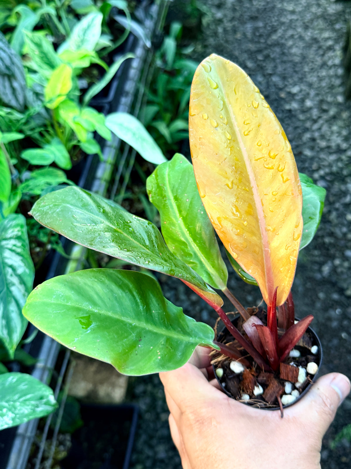 Philodendron 'Prince of Orange' S1