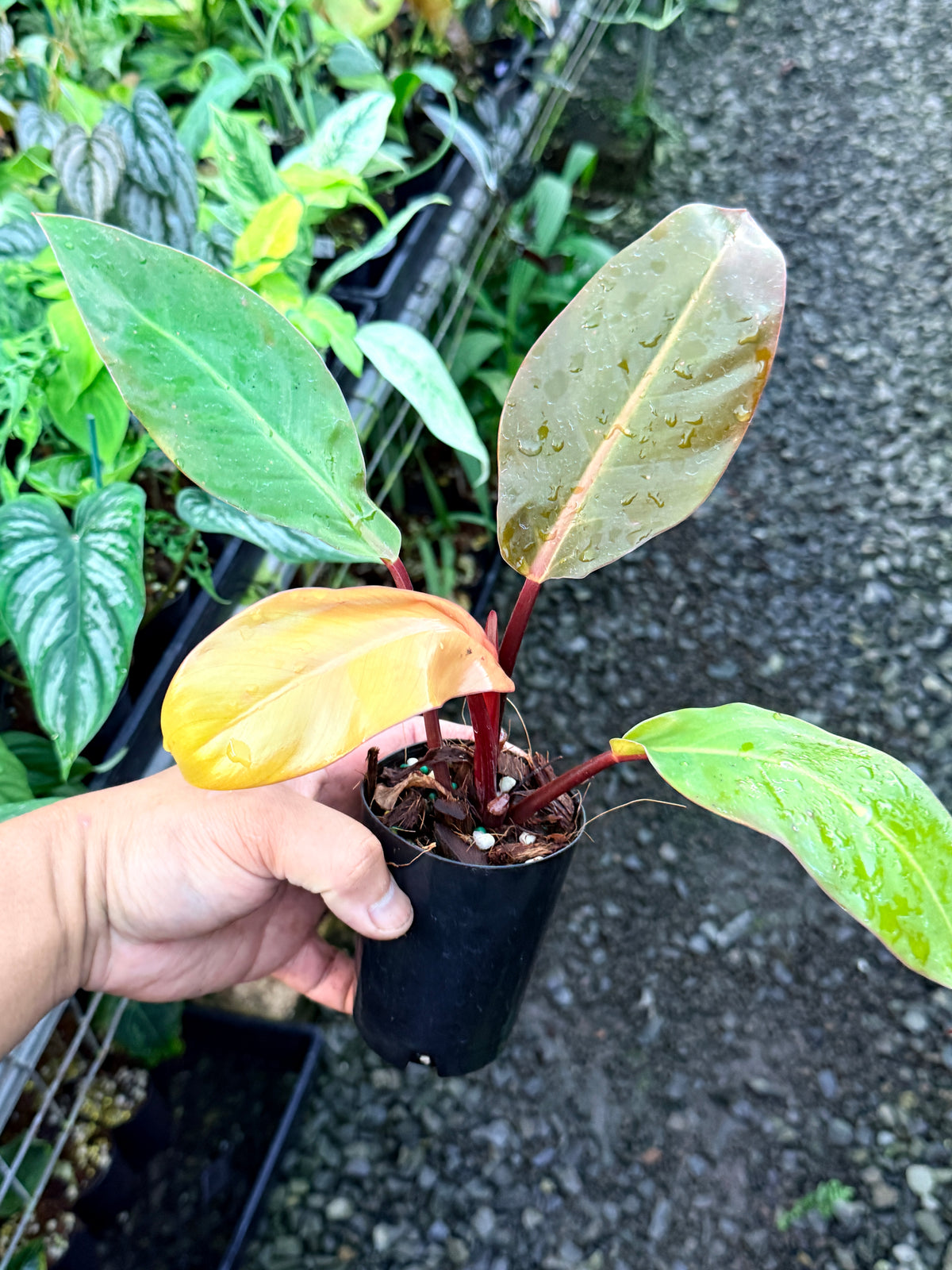 Philodendron 'Prince of Orange' R84