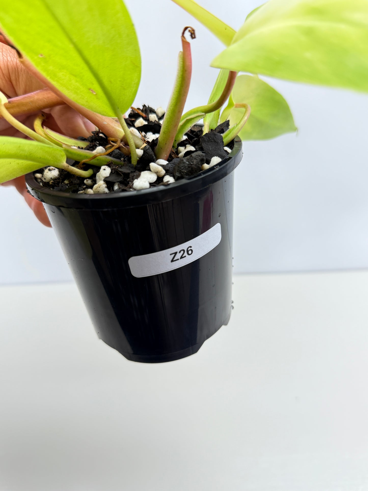 Philodendron Painted Lady Hybrid Red Stem Z26