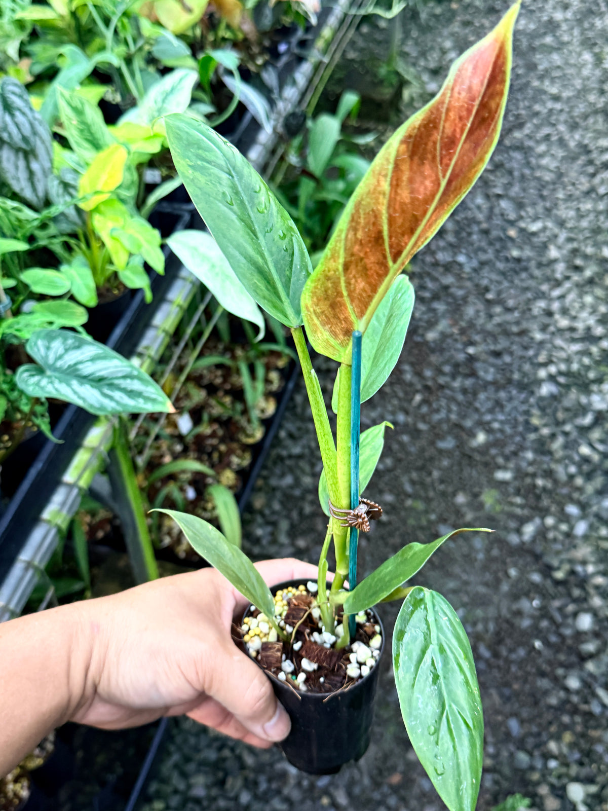 Philodendron 'Subhastatum' Variegata R83