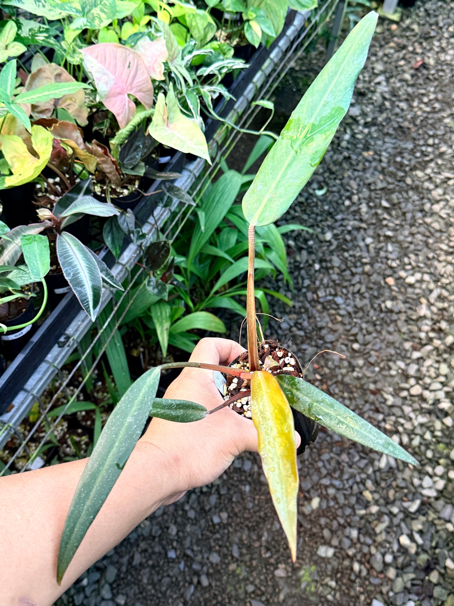 Philodendron 'NOID' I31