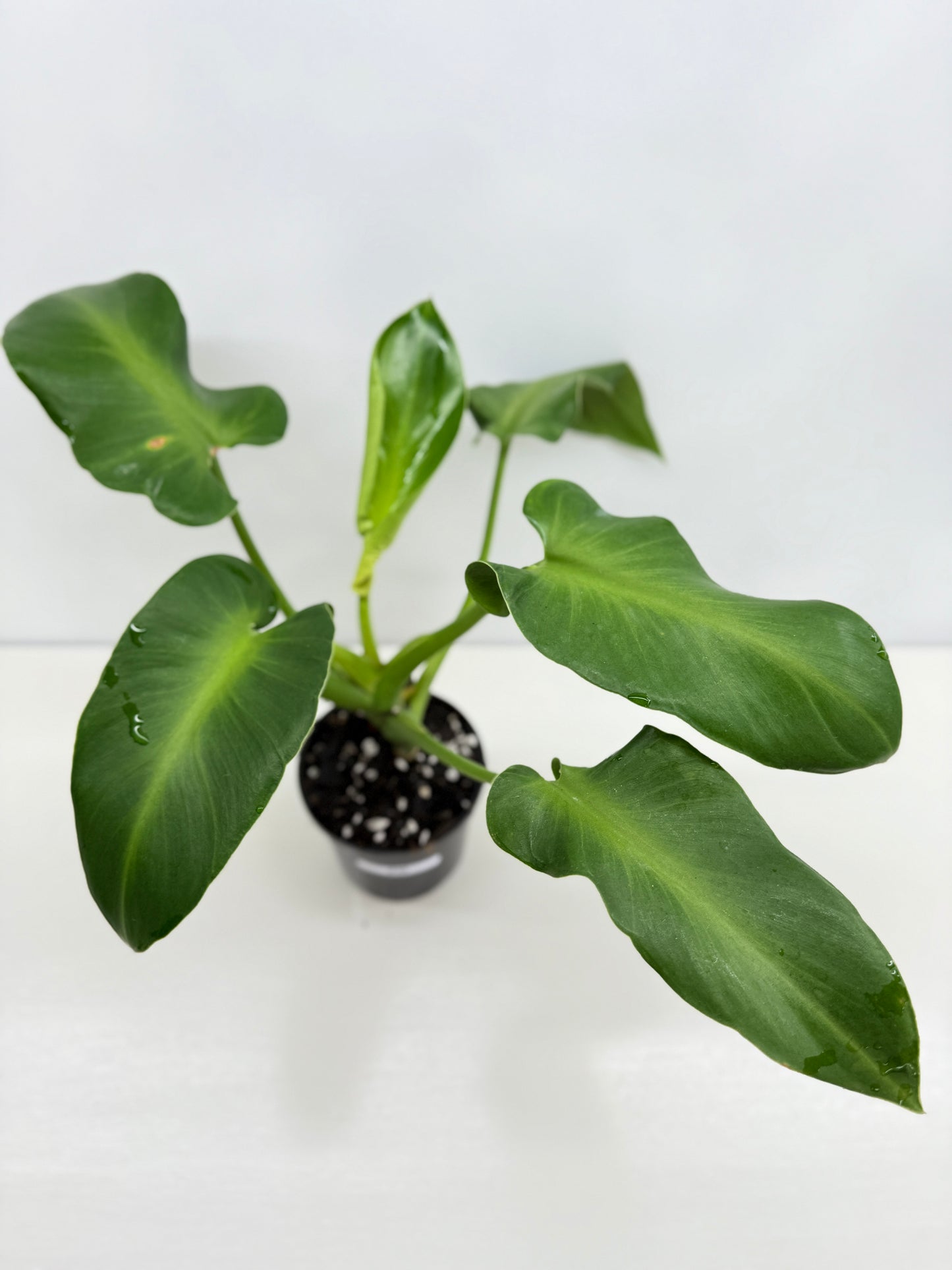 Philodendron Rugosum - Large Z30