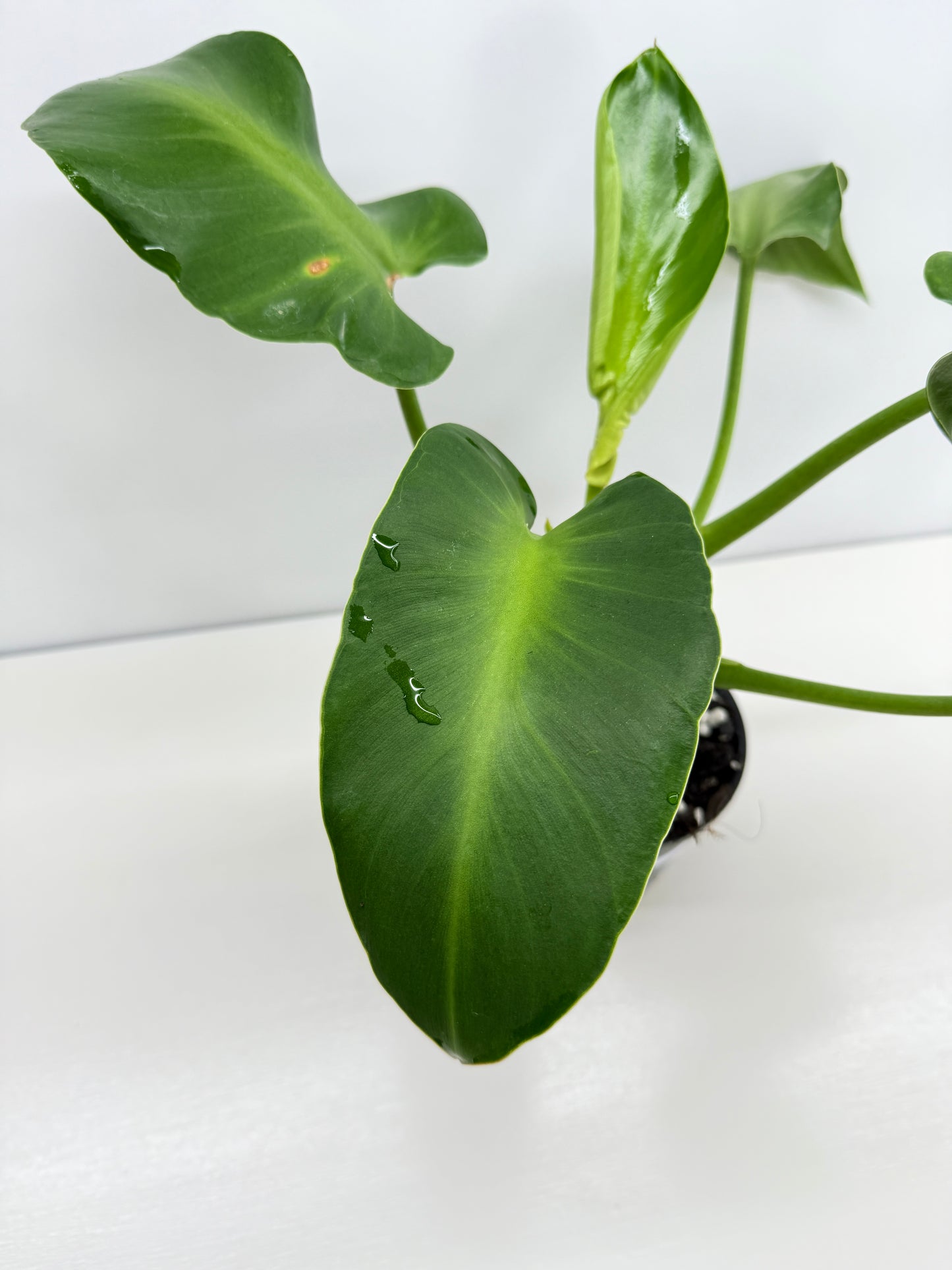 Philodendron Rugosum - Large Z30