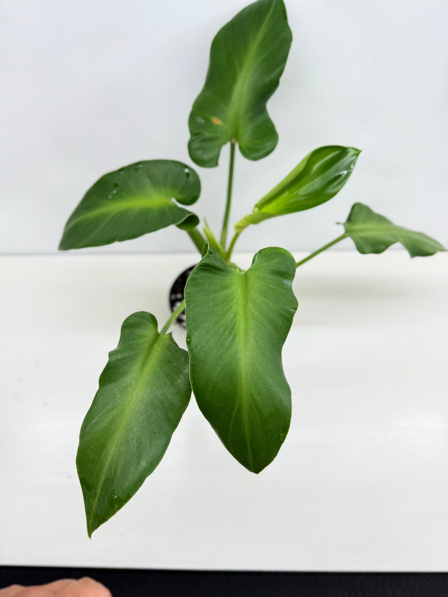 Philodendron Rugosum - Large Z30