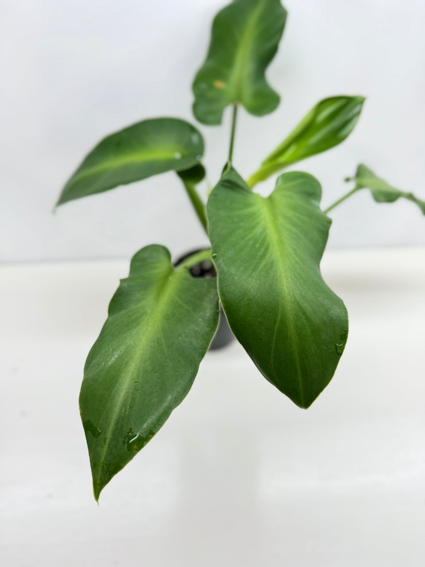 Philodendron Rugosum - Large Z30
