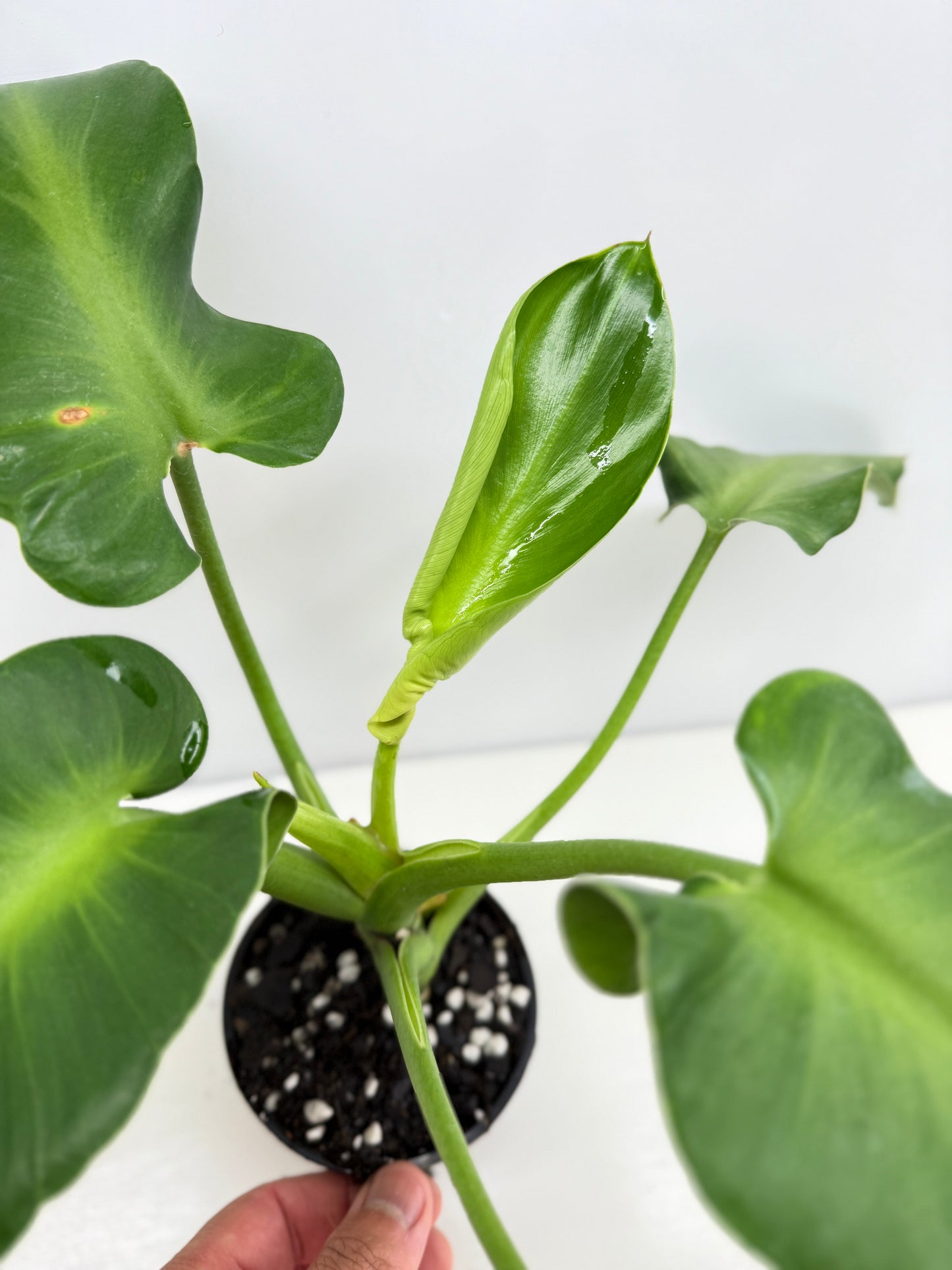 Philodendron Rugosum - Large Z30