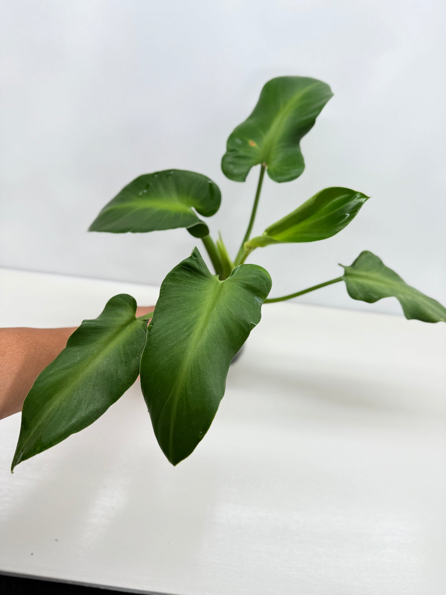 Philodendron Rugosum - Large Z30