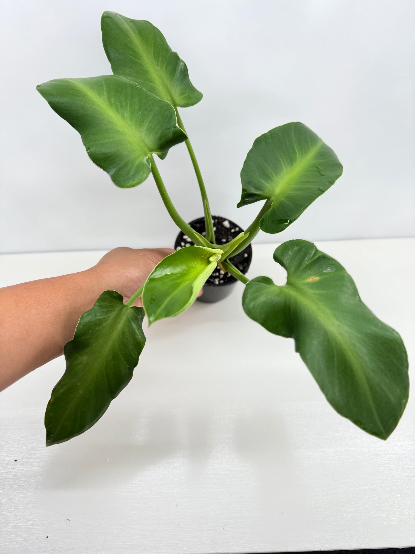 Philodendron Rugosum - Large Z30