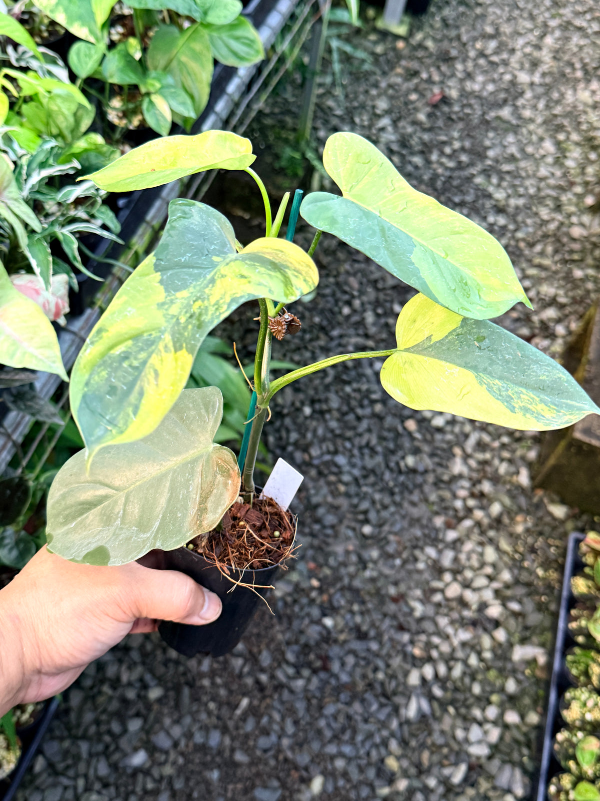 Philodendron 'Bipennifolium Variegated' S4