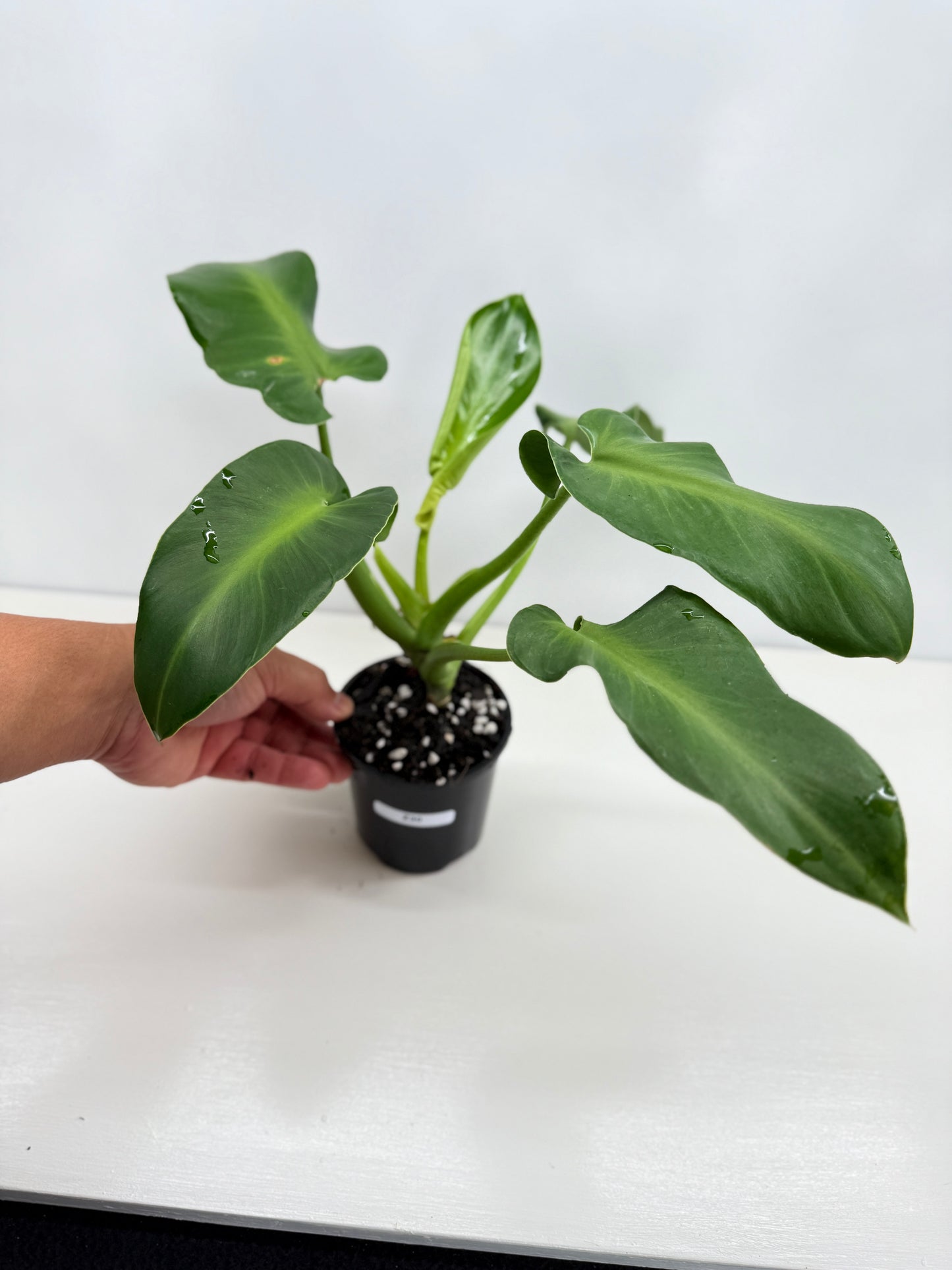 Philodendron Rugosum - Large Z30